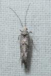 Paraswammerdamia nebulella
