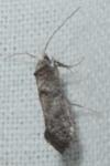 Paraswammerdamia nebulella