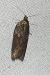Acleris hastiana