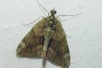 Chloroclysta siterata