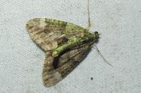 Chloroclysta siterata