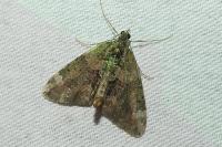 Chloroclysta siterata