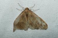 Erannis defoliaria