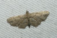 Gymnoscelis rufifasciata
