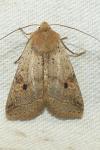 Leptologia blidaensis