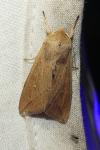 Mythimna unipuncta