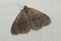 Operophtera brumata