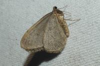 Operophtera brumata