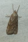 Pachycnemia hippocastanaria