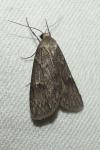 Pachycnemia hippocastanaria