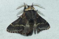 Poecilocampa populi