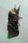 Poecilocampa populi