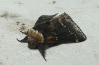 Poecilocampa populi