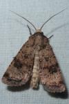 Agrotis trux