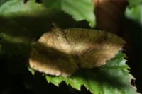 Camptogramma bilineata