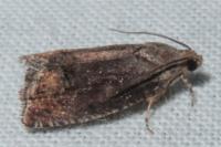 Cydia splendana