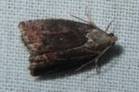 Cydia splendana