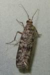 Dioryctria simplicella