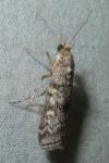 Dioryctria simplicella