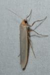 Eilema caniola