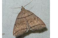Herminia grisealis