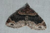 Xanthorhoe ferrugata