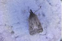 Eudonia pallida