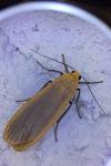Katha depressa