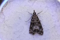 Eudonia mercurella