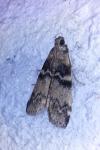 Euzophera pinguis