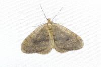 Operophtera brumata