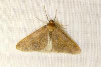 Erannis defoliaria