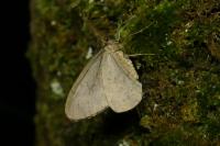 Operophtera brumata