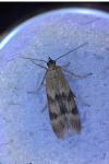 Homoeosoma sinuella