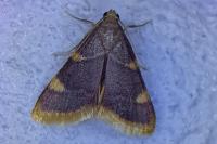 Hypsopygia costalis