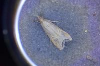Euchromius ocellea