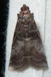 Acrobasis advenella