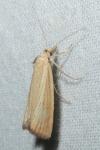 Agriphila straminella