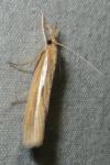 Agriphila tristella