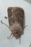 Agrotis bigramma