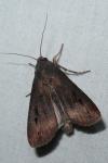 Agrotis ipsilon