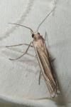 Ancylolomia tentaculella