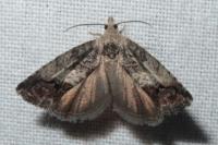 Cydia splendana