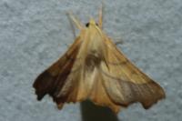 Ennomos fuscantaria