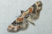 Eupithecia linariata