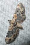 Eupithecia linariata