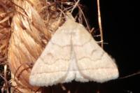 Herminia tarsipennalis