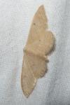 Idaea straminata