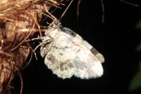 Ligdia adustata