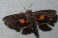 Noctua janthina